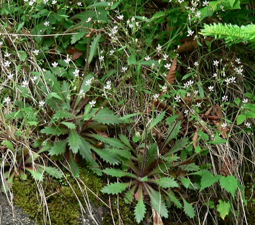 {Hydatica petiolaris}